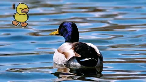 A Duck Floating andDrinking on Water