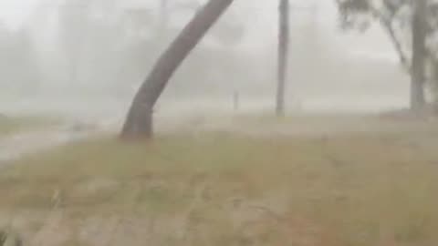 Tree Collapses In Perry Florida From Hurricane Idalia