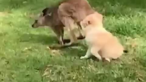 adorable dog- hugs kangaroo
