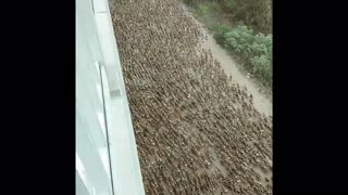 Thousands of Ducks Swarm to River
