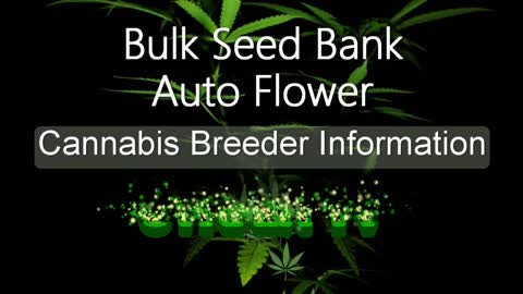 Bulk Seed Bank Auto Flowers - Cannabis Strain Series - STRAIN TV