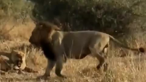 Several lionesses fought back to keep the new lion king from hurting the cubs