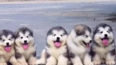 Cute and Funny Dog Videos | Aww Animals #100