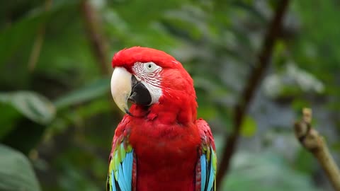 Bird parrot nature