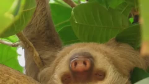 Sloth Secrets: Unveiling the Slow-Motion World