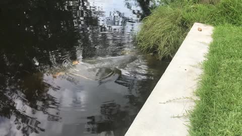 Manatee Stopping By For Lunch