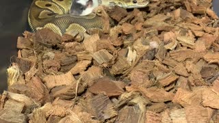 Snake Makes Friends With Food