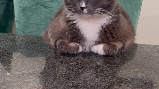 Stuart the Politely Sitting Counter Cat