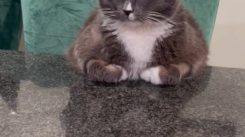 Stuart the Politely Sitting Counter Cat