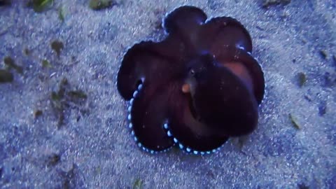 lovely octopus