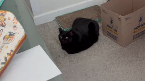 Adopting a Cat from a Shelter Vlog - Cute Precious Piper is an Efficient Loaf