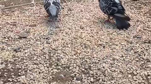Pigeons in the food pile