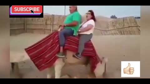 Funny camel riding vedio very funny
