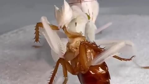 Praying Mantis devouring a cockroach like a hamburger
