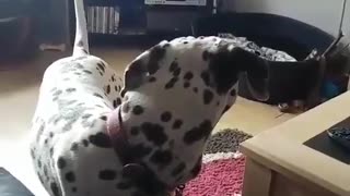 Pup Gets Pumped for His Favorite Show