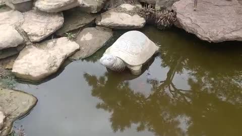 There is a stone turtle lying there in the river