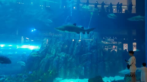Dubai Aquarium & Underwater Zoo | The Dubai Mall | #Arjun #Designer #Fun