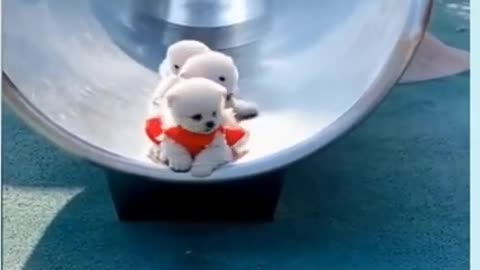 Cute Puppy Bichon Frise sliding