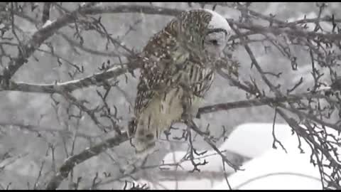 Barred Owl sitting in an apple tree in a Snow Storm
