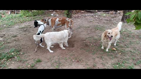 Golden retriever atack on great dane let's see who won