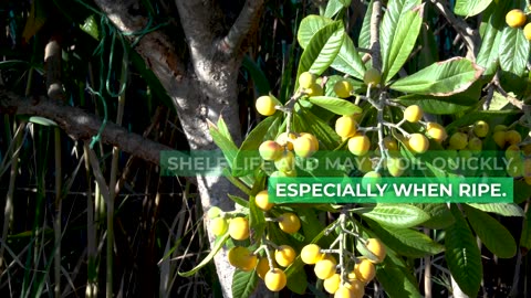 Things you may not know about this EXOTIC fruit (Loquat)