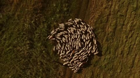 Man and sheep herd. Aerial view of white sheep. Grazing of animals. Farmer in the village