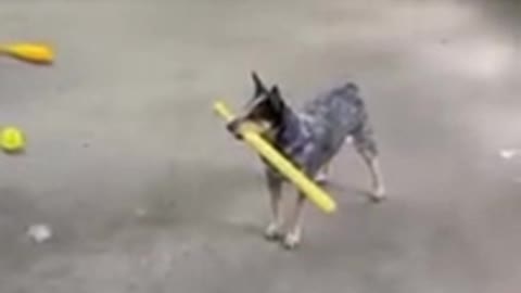 Un chien qui joue au baseball