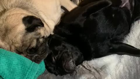 Sleeping pug beauties