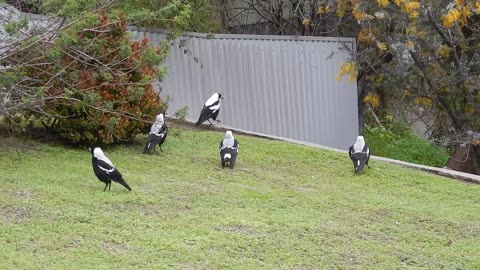 Magpie Chorus