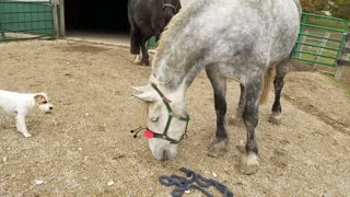 Funny horse wearing a ladybug headband on his face