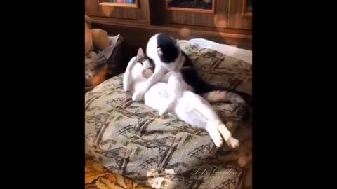 Cute cat funny videos