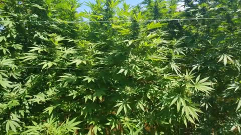 2021 Outdoor Cannabis Garden Tour | Garden Update [#16]