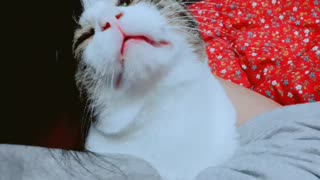 Cat sings classic children's song with owner