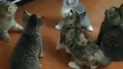 The kittens are having fun