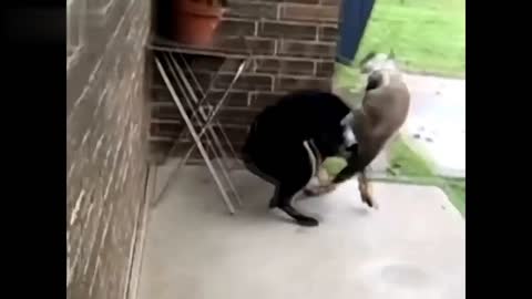 cat attacks dog