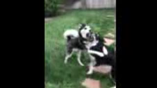 Huskies playing