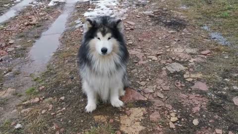 Cute Dog Husky puppy With Ball Dog Trained