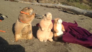 Prairie dog enjoys day at the beach with "friends"
