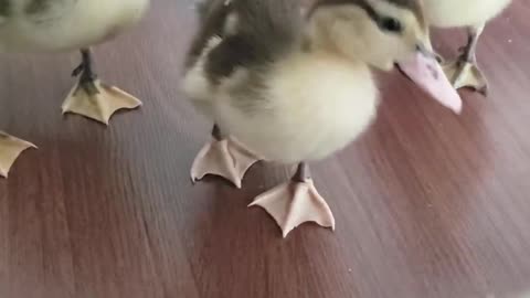 Baby Ducklings at Home