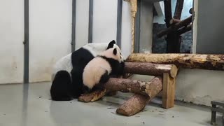 Baby Panda learning to climb