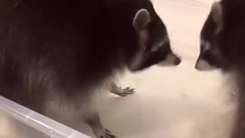 Video about a raccoon with cotton candy