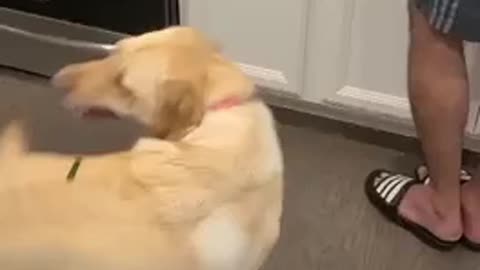 Dont watch under 18 Silly pup spins in circles