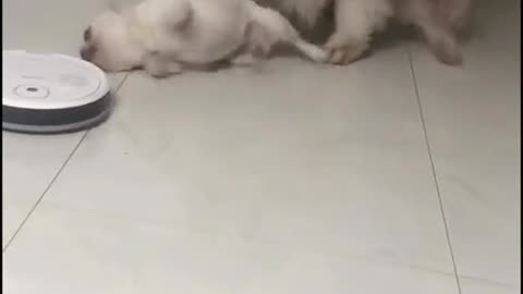 Cute Doggie Fighting