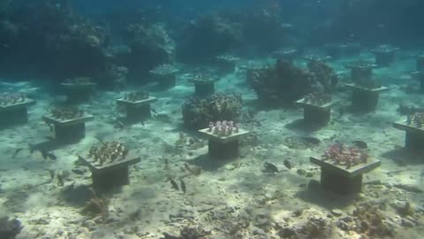 Stunning Underwater Gardens Boost Coral Diversity To Stave Off Reef Destruction