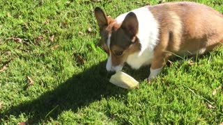 The regal corgi enjoys his treat