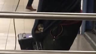 Guy beatboxes and has pet ferret inside of his hoodie pocket