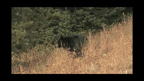 Bears - A Yellowstone Love Story
