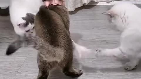 Funny Videos Lovely Cat