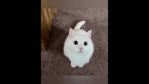 best cat dance ever