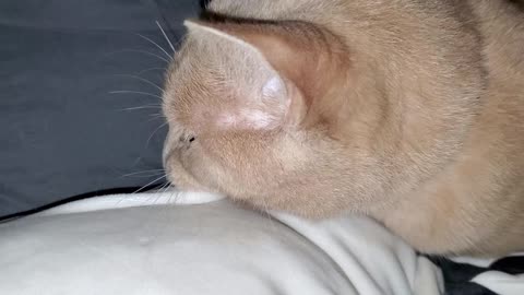 Owner gets unpleasant wake up